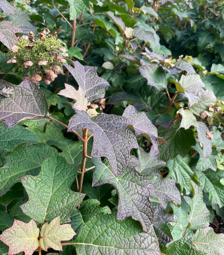 Hydrangea quercifolia Toy Soldier™