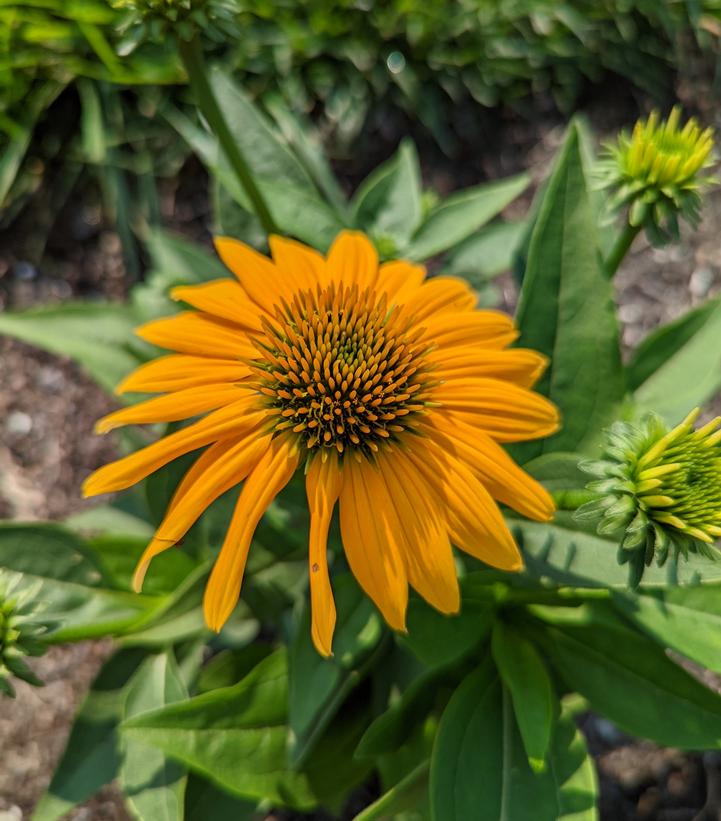 Echinacea Artisan™ Yellow Ombre