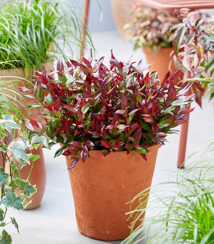 Leucothoe fontanesiana 'Little Flames'