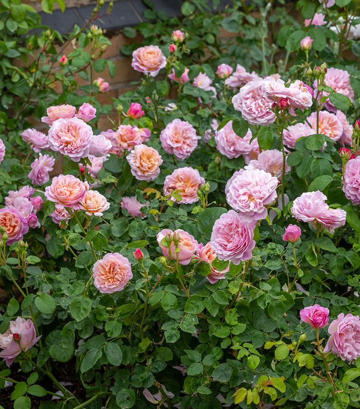 Rosa Eustacia Vye