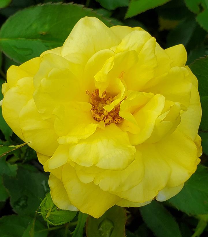 Rosa Yellow Brick Road