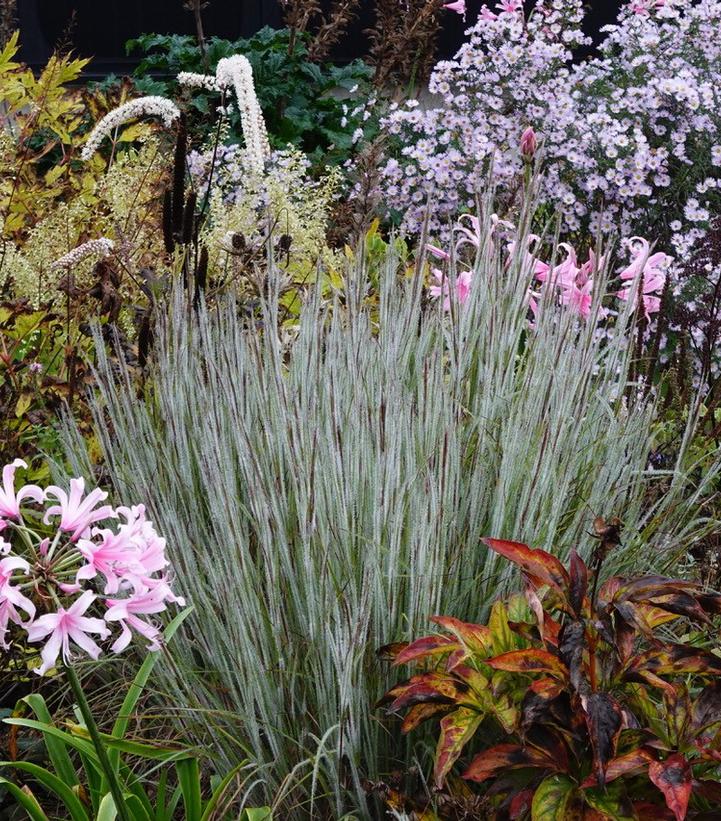 Schizachyrium scoparium 'Ha Ha Tonka'