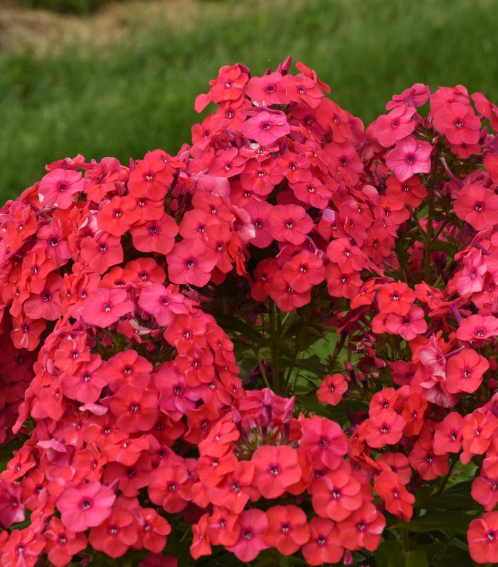 Phlox paniculata Luminary™ 'Sunset Coral'