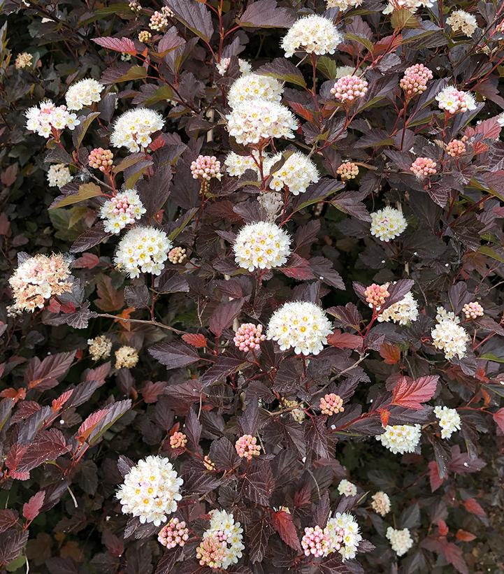 Physocarpus opu. Chroma Chameleon