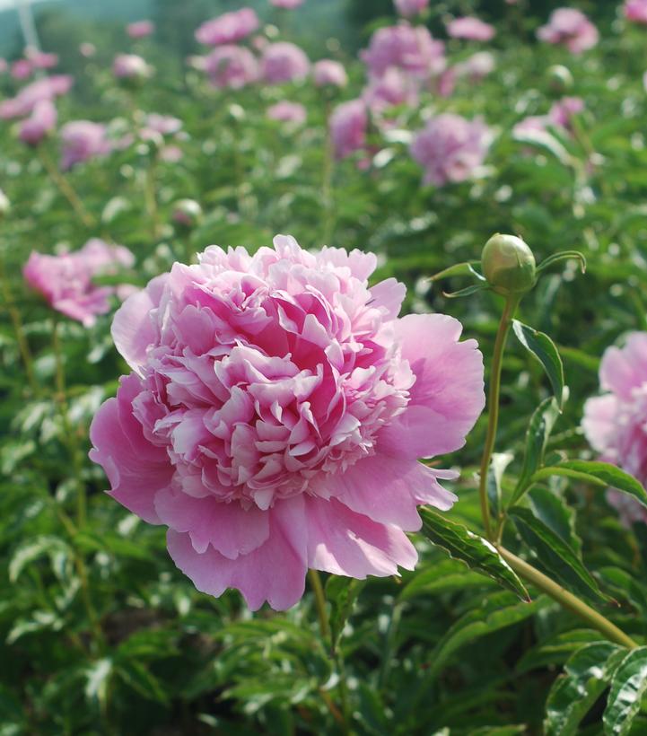 Paeonia lactiflora Monsieur Jules Elie