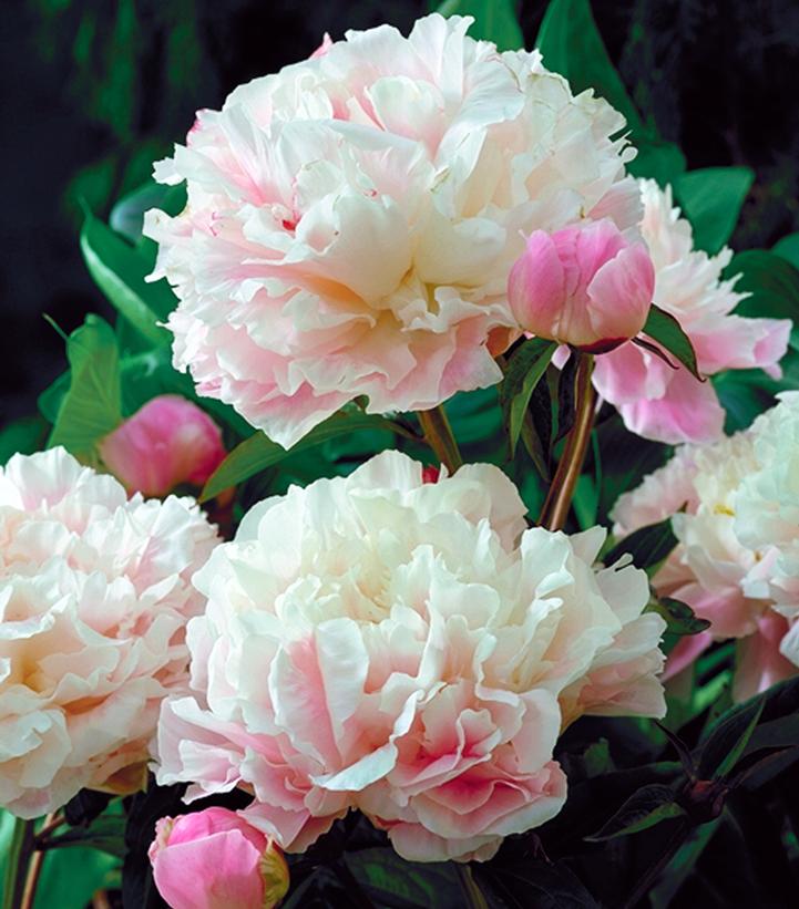 Paeonia Sarah Bernhardt