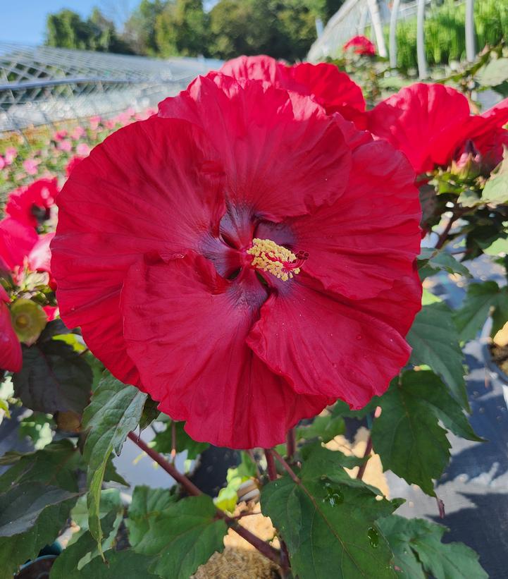 Hibiscus hybrid Summerific® 'Valentine's Crush'