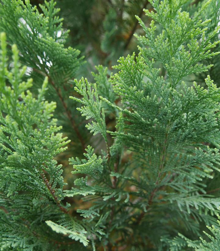 Chamaecyparis lawsoniana Pinpoint® Blue & Gold