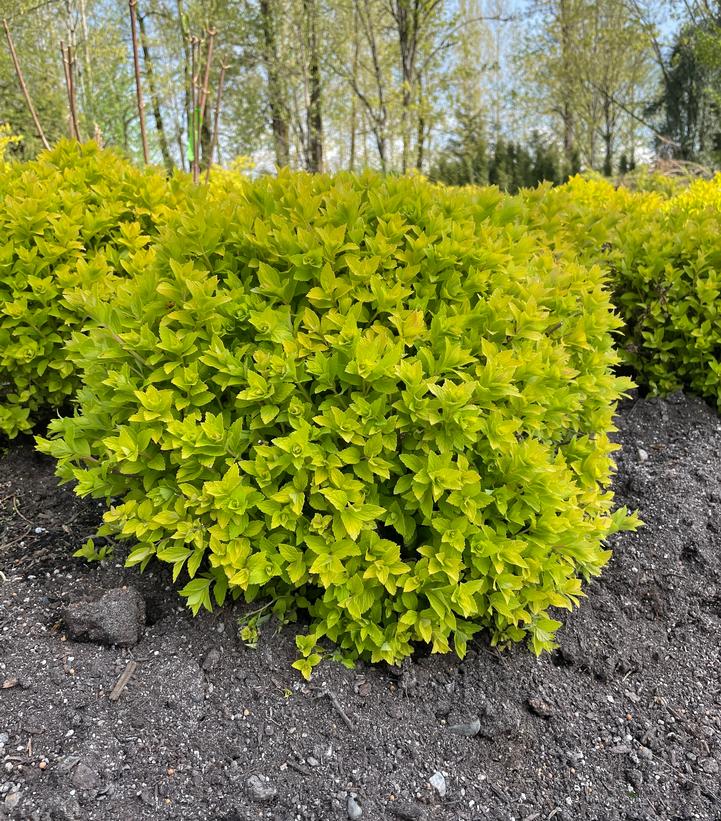 Spiraea japonica Poprocks® Pineapple