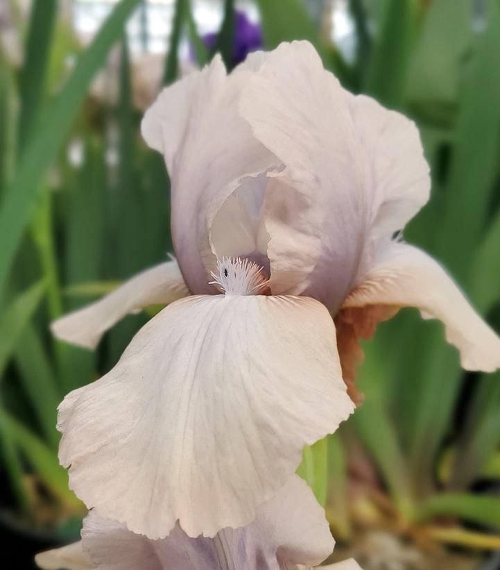 Iris germanica 'Precious Little Pink'