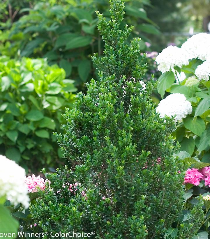 Ilex crenata Sky Box®