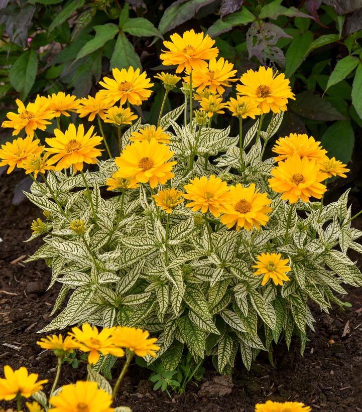 Heliopsis helianthoides 'Bit of Honey'