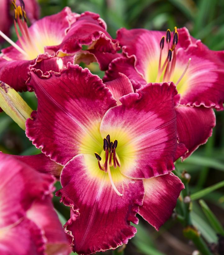 Hemerocallis RAINBOW RHYTHM® 'Blood Sweat and Tears'