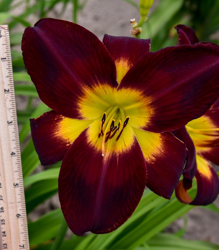 Hemerocallis RAINBOW RHYTHM® 'Persian Ruby'