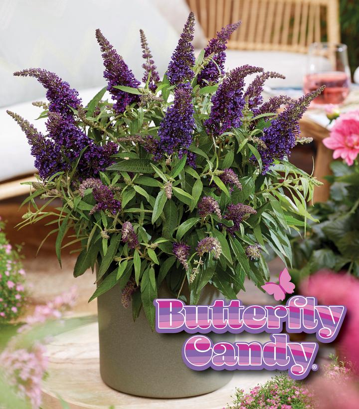 Buddleia davidii Butterfly Candy® Li'l Grape™