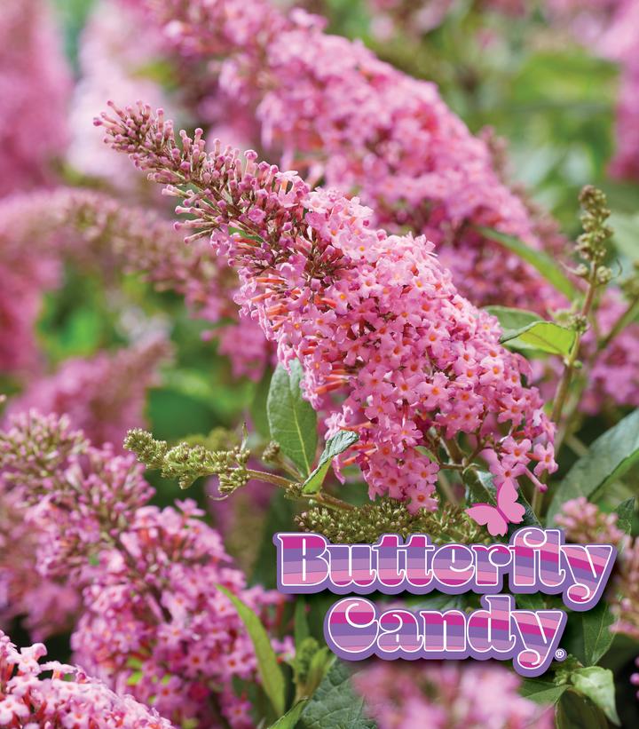 Buddleia davidii Butterfly Candy® Li'l Taffy™