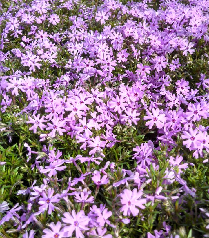 Phlox subulata 'Fort Hill'