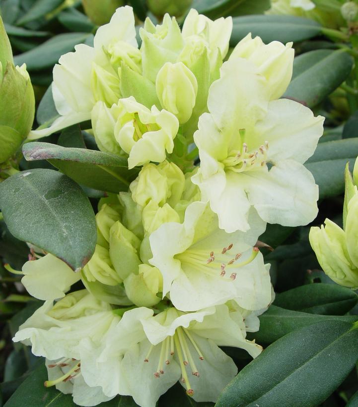 Rhododendron Capistrano