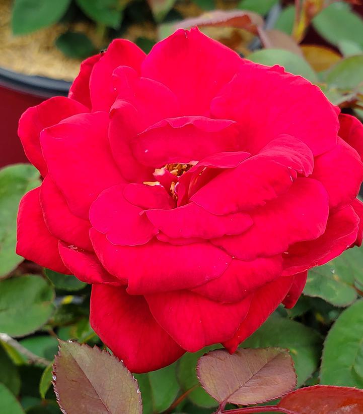 Rosa Kashmir