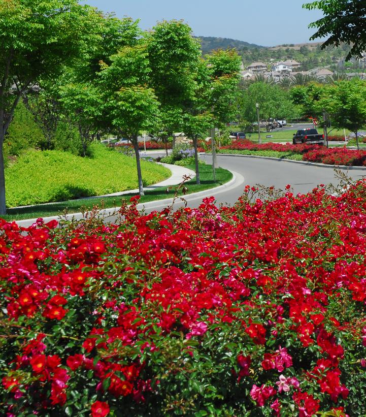 Rosa Flower Carpet- Red