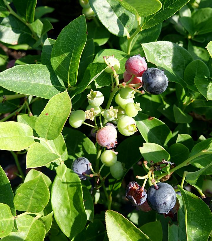 Vaccinium corymbosum 'Polaris'