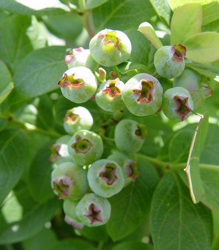 Vaccinium corymbosum hybrid Bushel and Berry® Peach Sorbet®