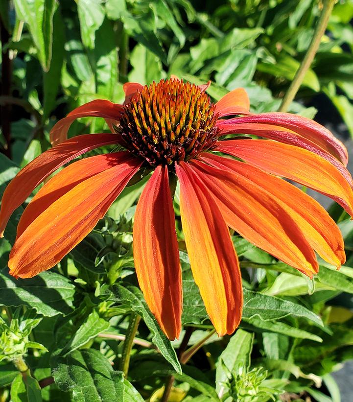 Echinacea Cheyenne Spirit