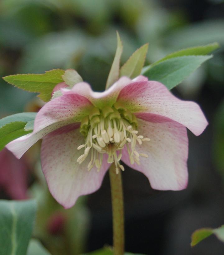 Helleborus x Royal Heritage™