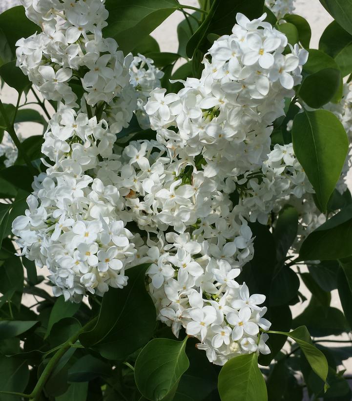 Syringa vulgaris x Primrose