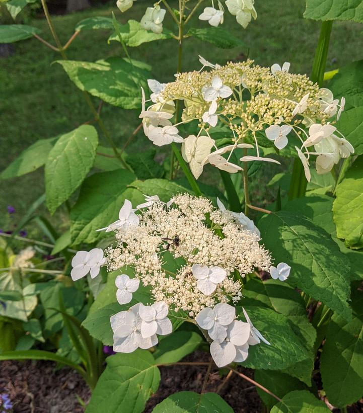 Hydrangea arborescens Haas' Halo