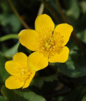 Caltha palustris 