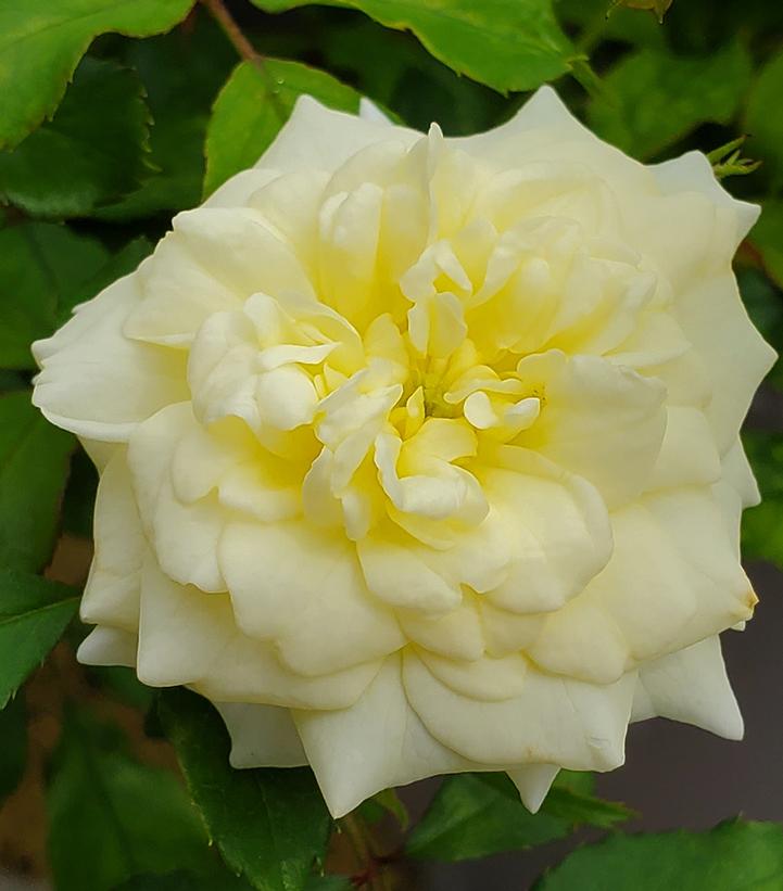 Rosa The White Drift®