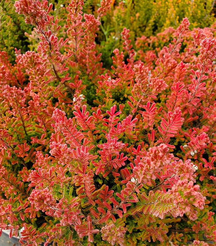 Calluna vulgaris Firefly