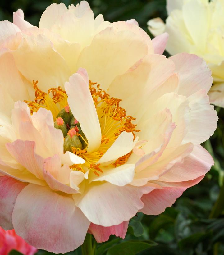 Paeonia latifolia 'Coral Sunset'