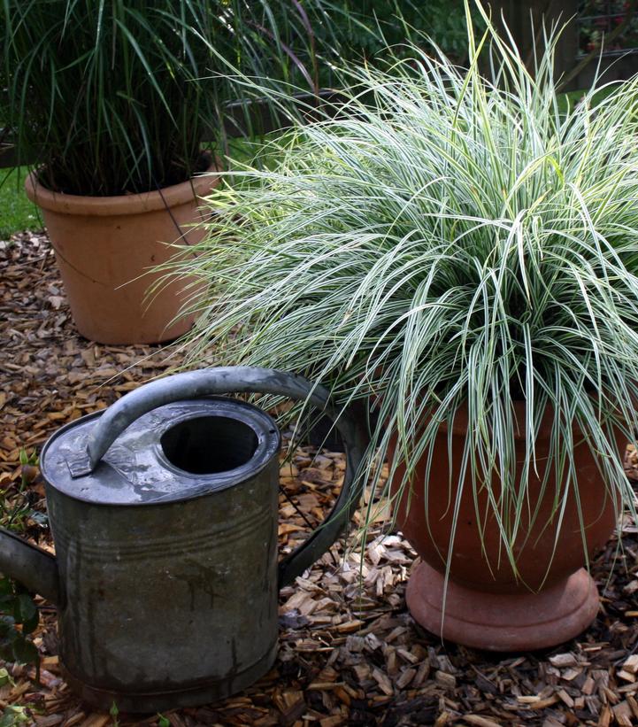 Carex oshimensis EverColor® Everest