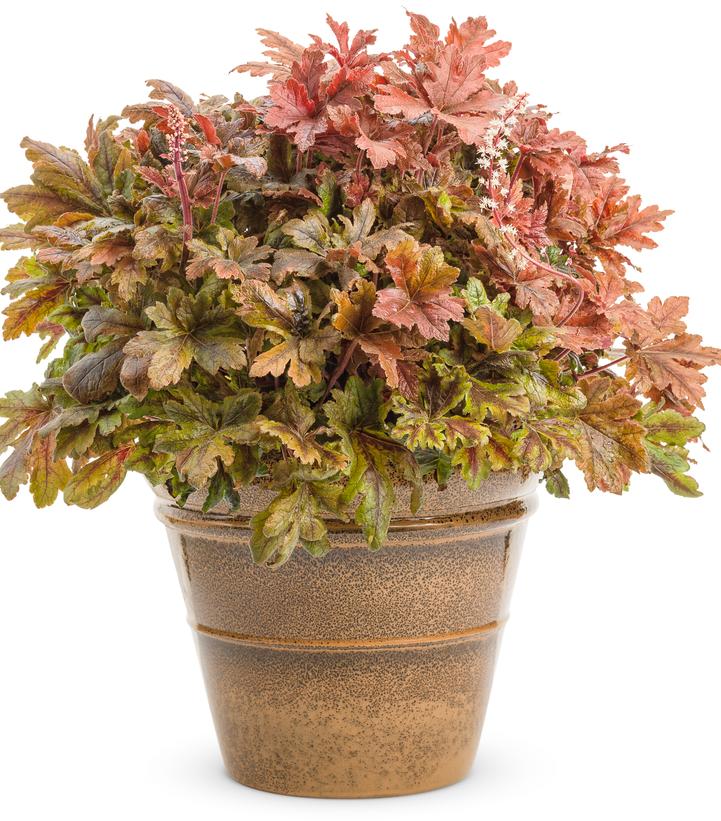 Heucherella hybrid Fun and Games® Fun and Games® Hopscotch