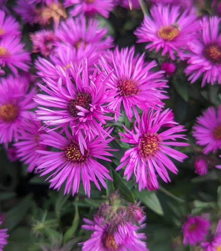 Aster novae-angliae Vibrant Dome