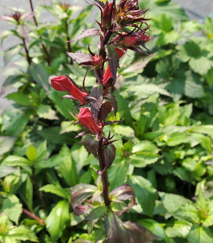 Lobelia x speciosa Starship™ Scarlet