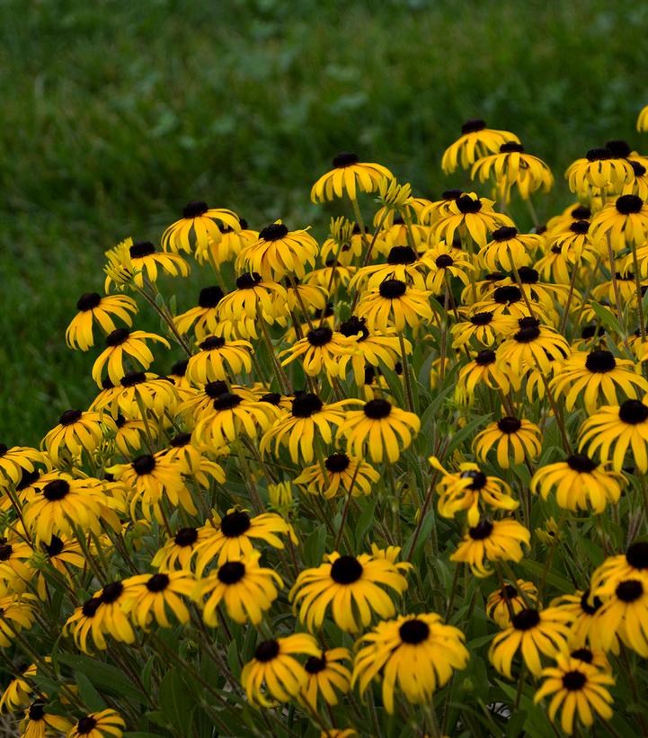 Rudbeckia 'American Gold Rush'