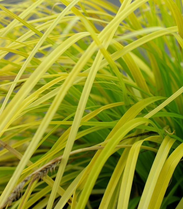 Carex oshimensis EverColor® Everillo