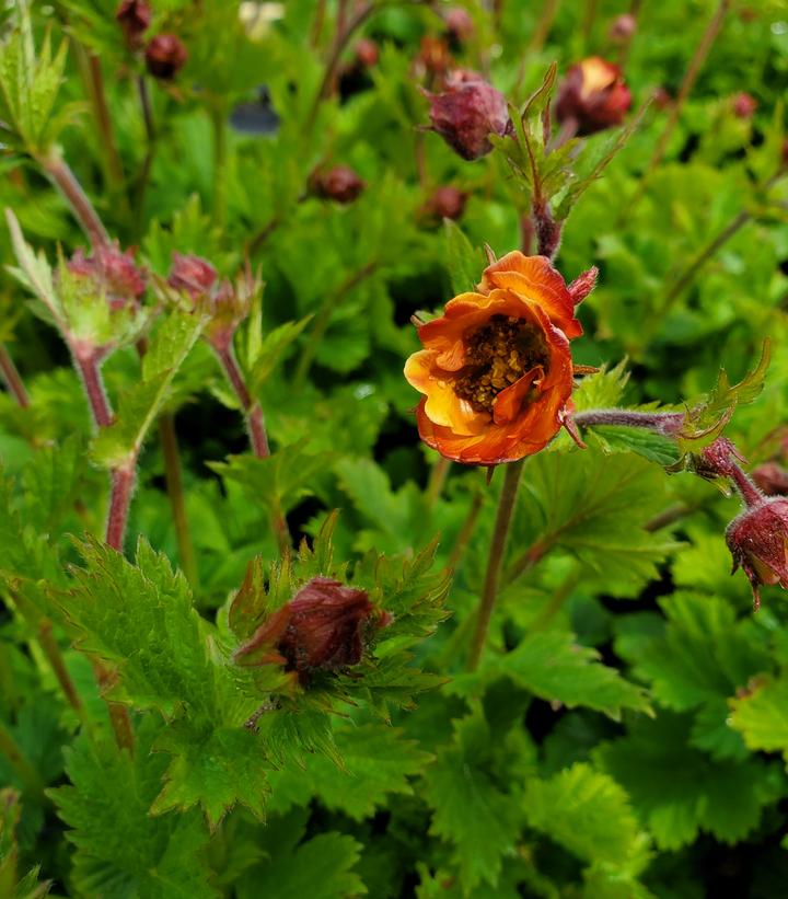 Geum Tempo™ Orange