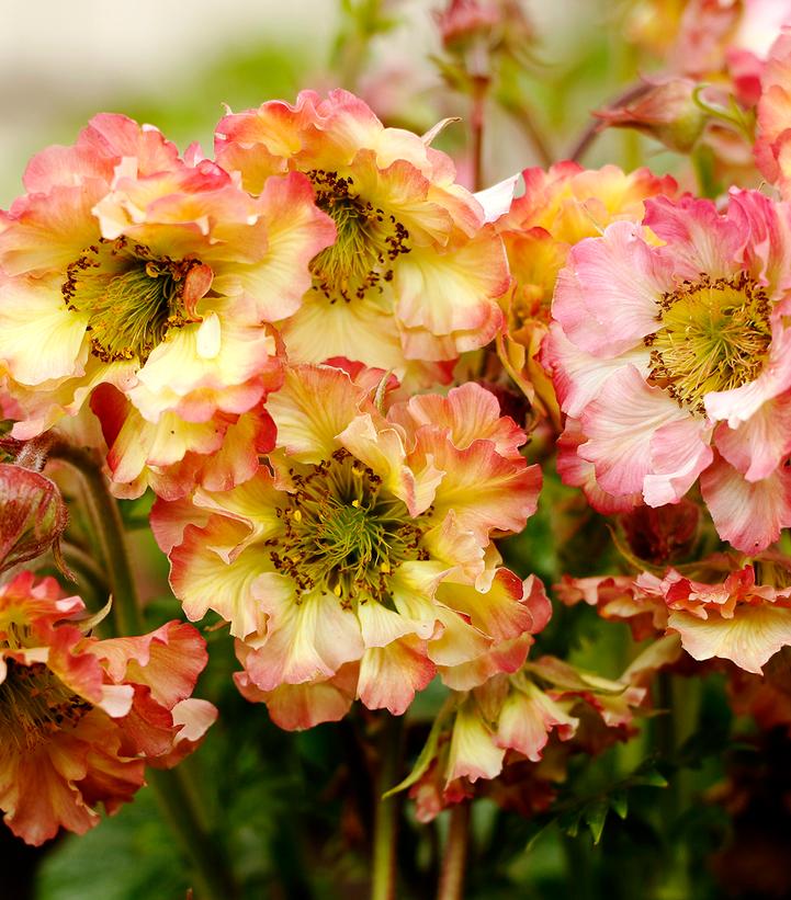 Geum Petticoats™ Peach