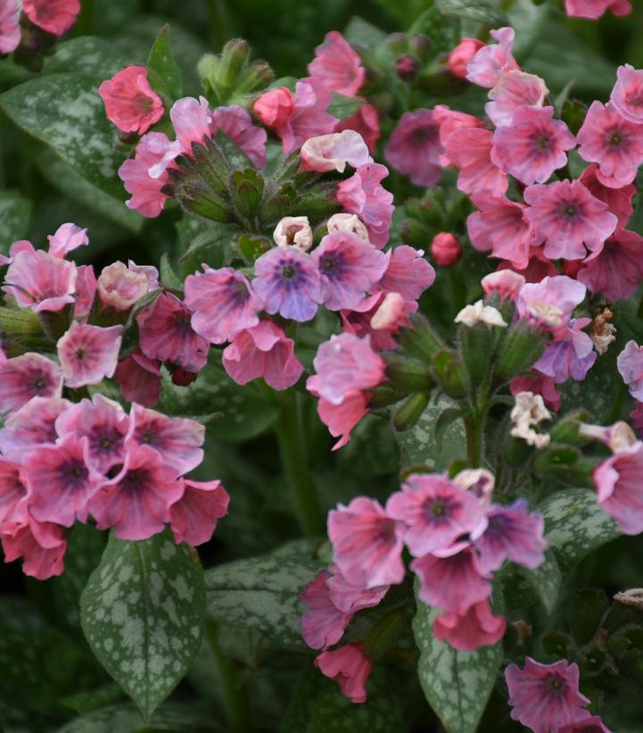 Pulmonaria 'Pretty in Pink'