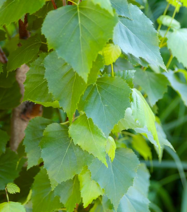 Betula platyphylla Parkland Pillar®