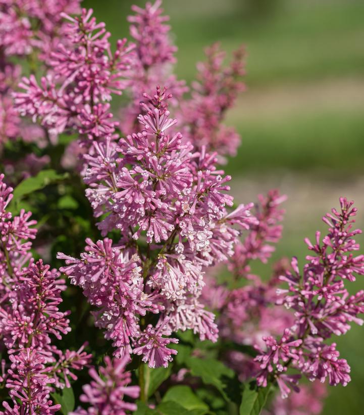 Syringa x Little Lady™