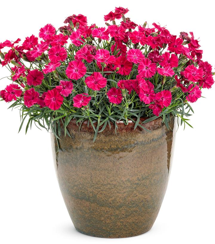 Dianthus hybrid 'Paint the Town Red'