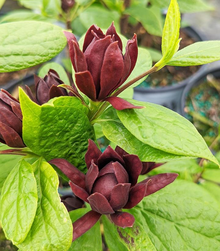 Calycanthus x Simply Scentsational®