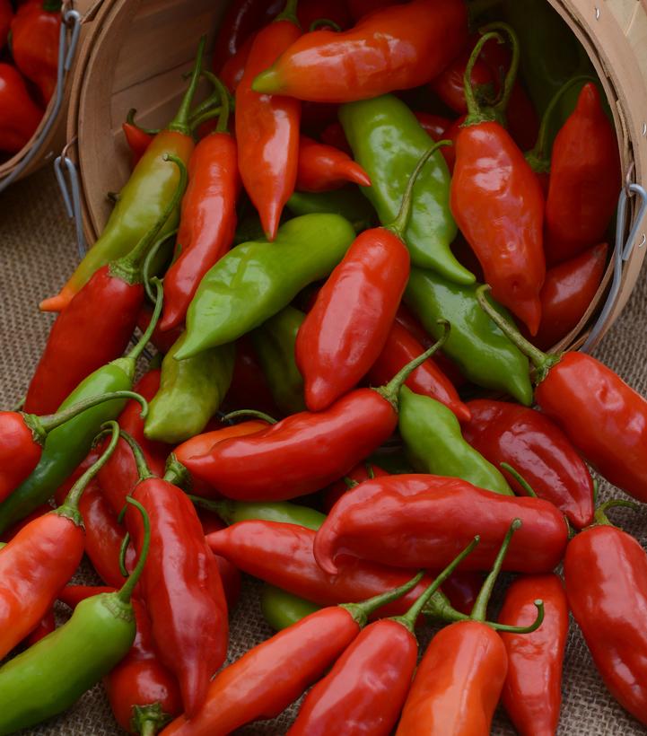 Pepper 'Aji Rico' (Hot)