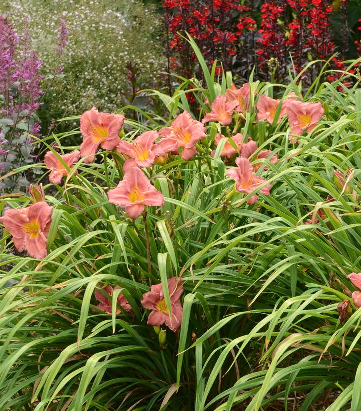 Hemerocallis 'Rosy Returns'