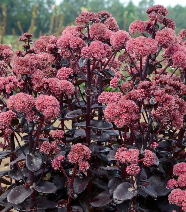 Sedum 'Night Embers'